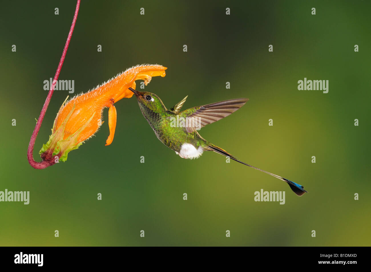 Booted Racket-tail Hummingbird Ocreatus underwoodii male feeding from flower Mindo Ecuador Andes South America January 2008 Stock Photo