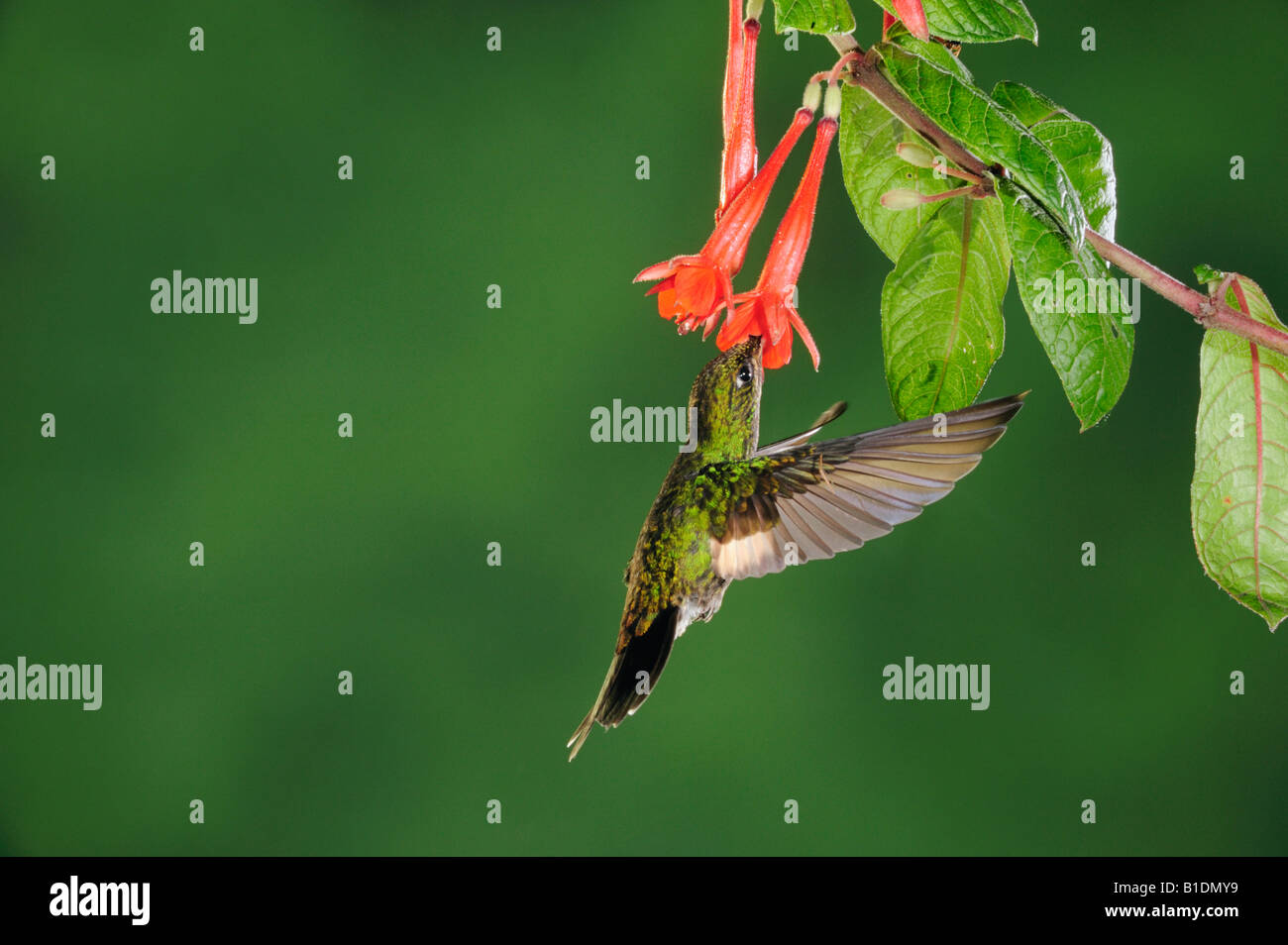 Buff-Winged Starfrontlet Coeligena lutetiae young female feeding from Fuchsia flower Papallacta Ecuador Andes South America Stock Photo