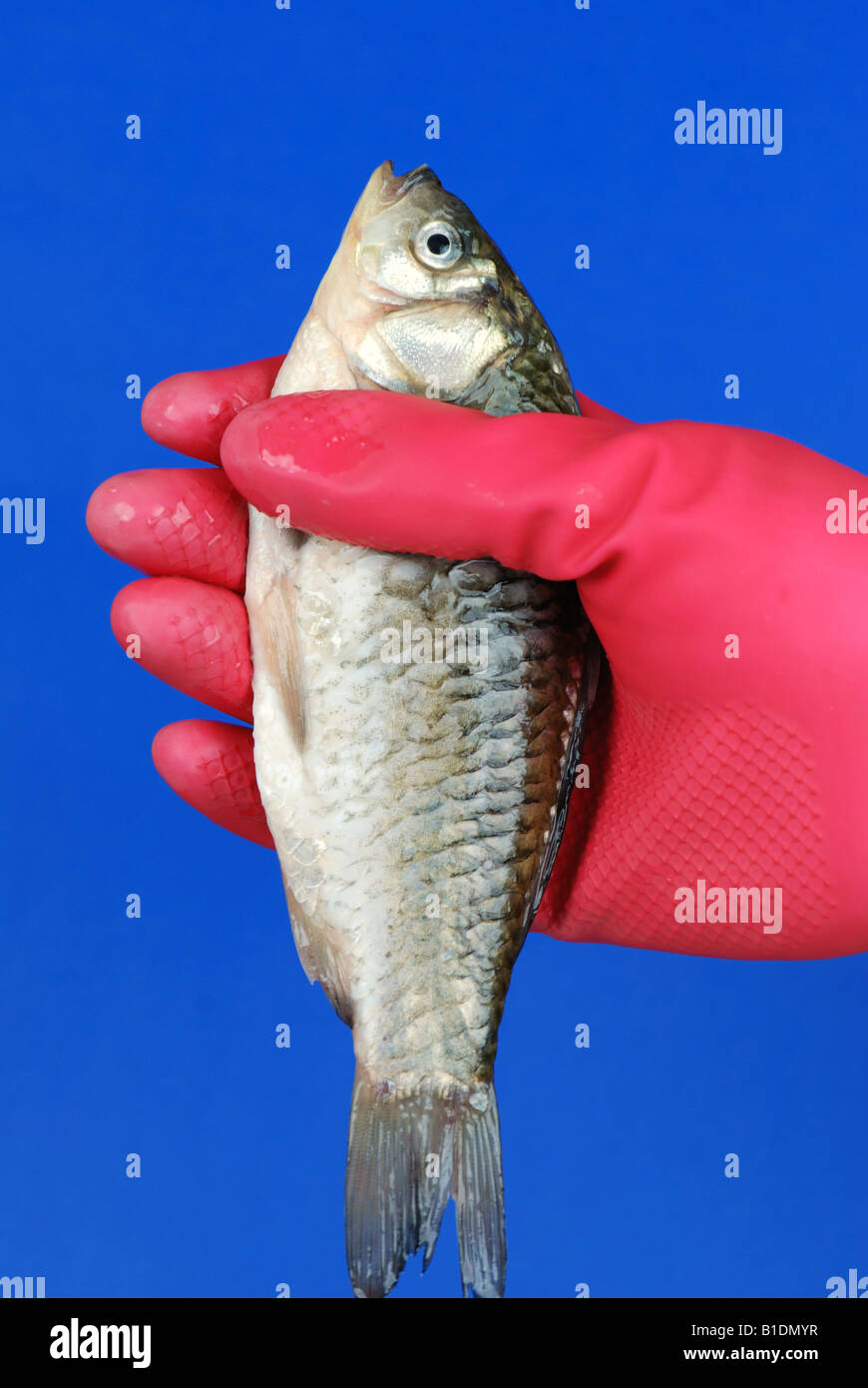 fish in hand Stock Photo - Alamy