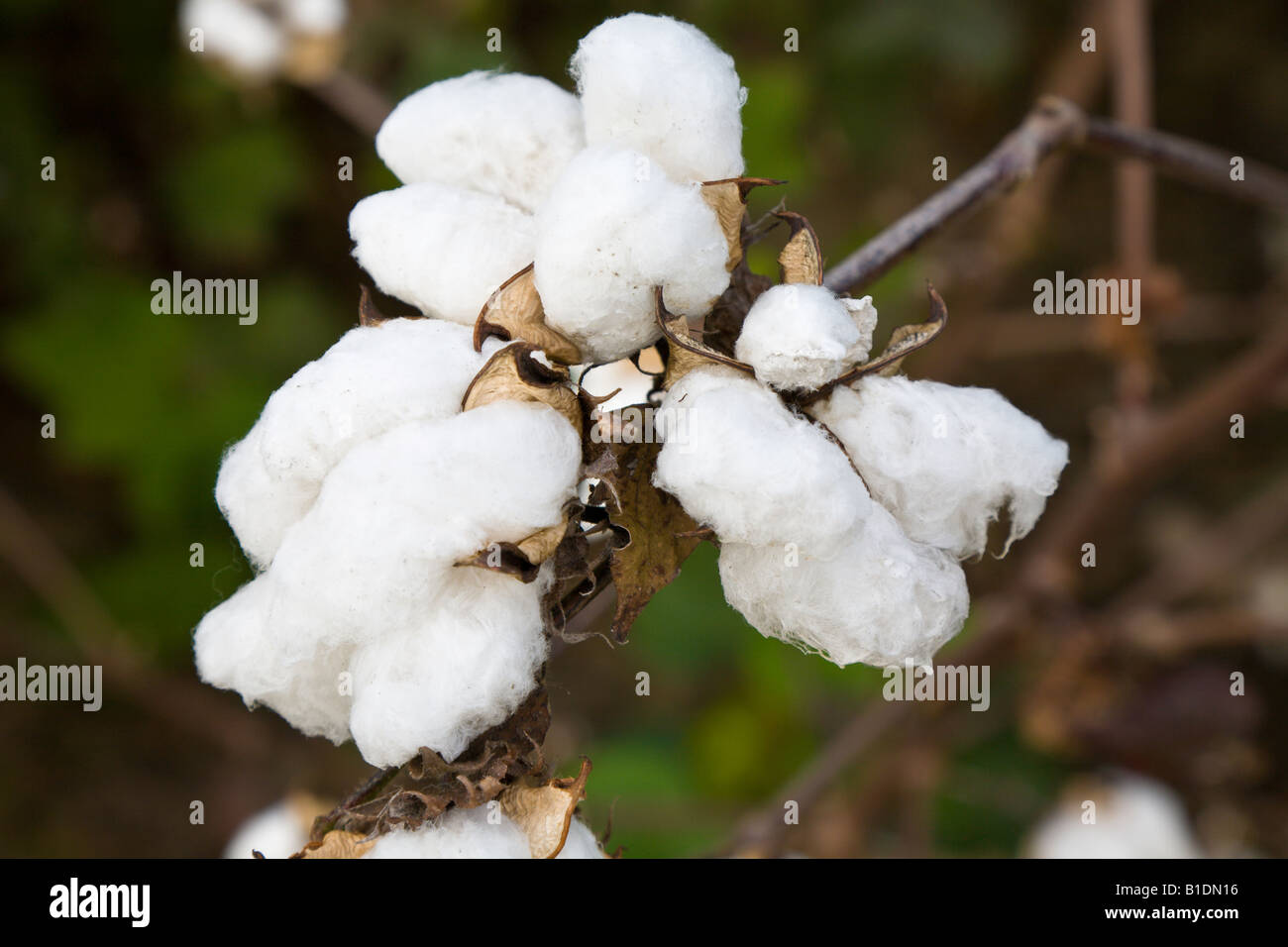 Cotton plant ready for picking in central Georgia, USA Stock Photo