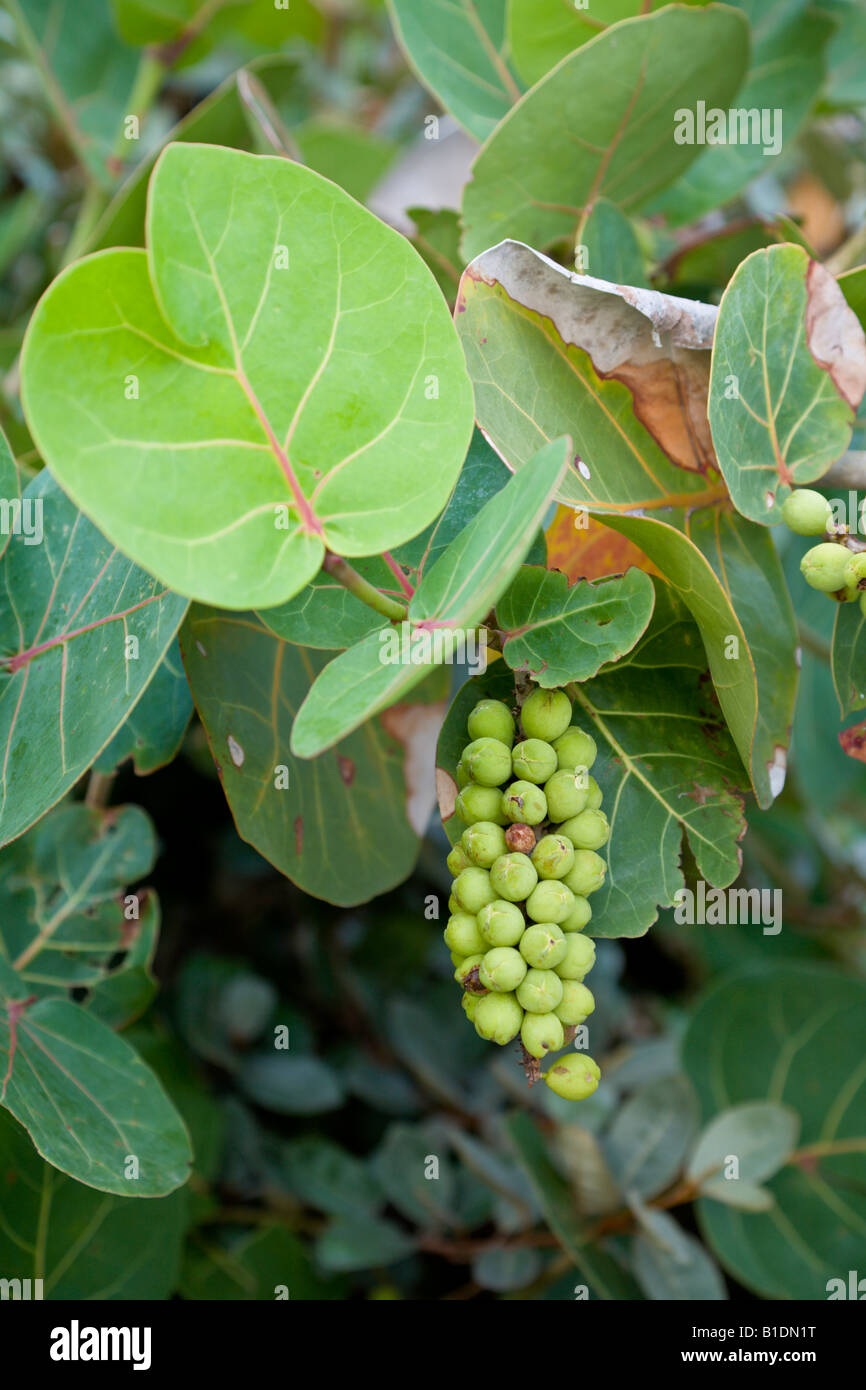 Caribbean sea grapes hires stock photography and images Alamy