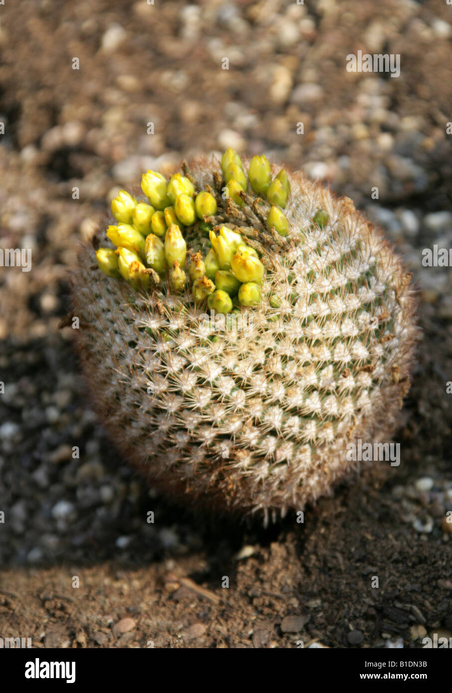Rebutia neocumingii, Cactaceae. Bolivia, Peru Stock Photo