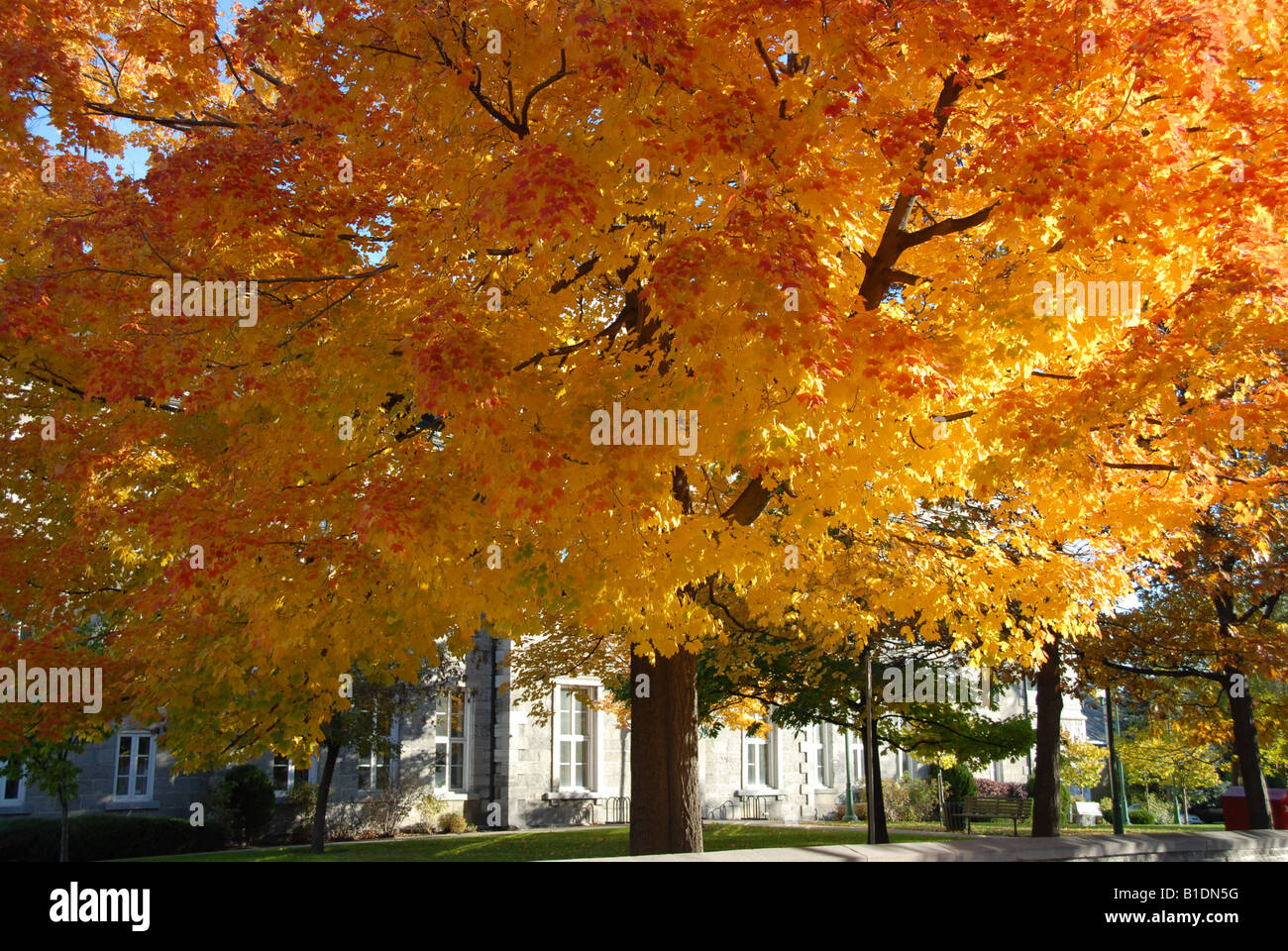 red maple tree in autumn Stock Photo