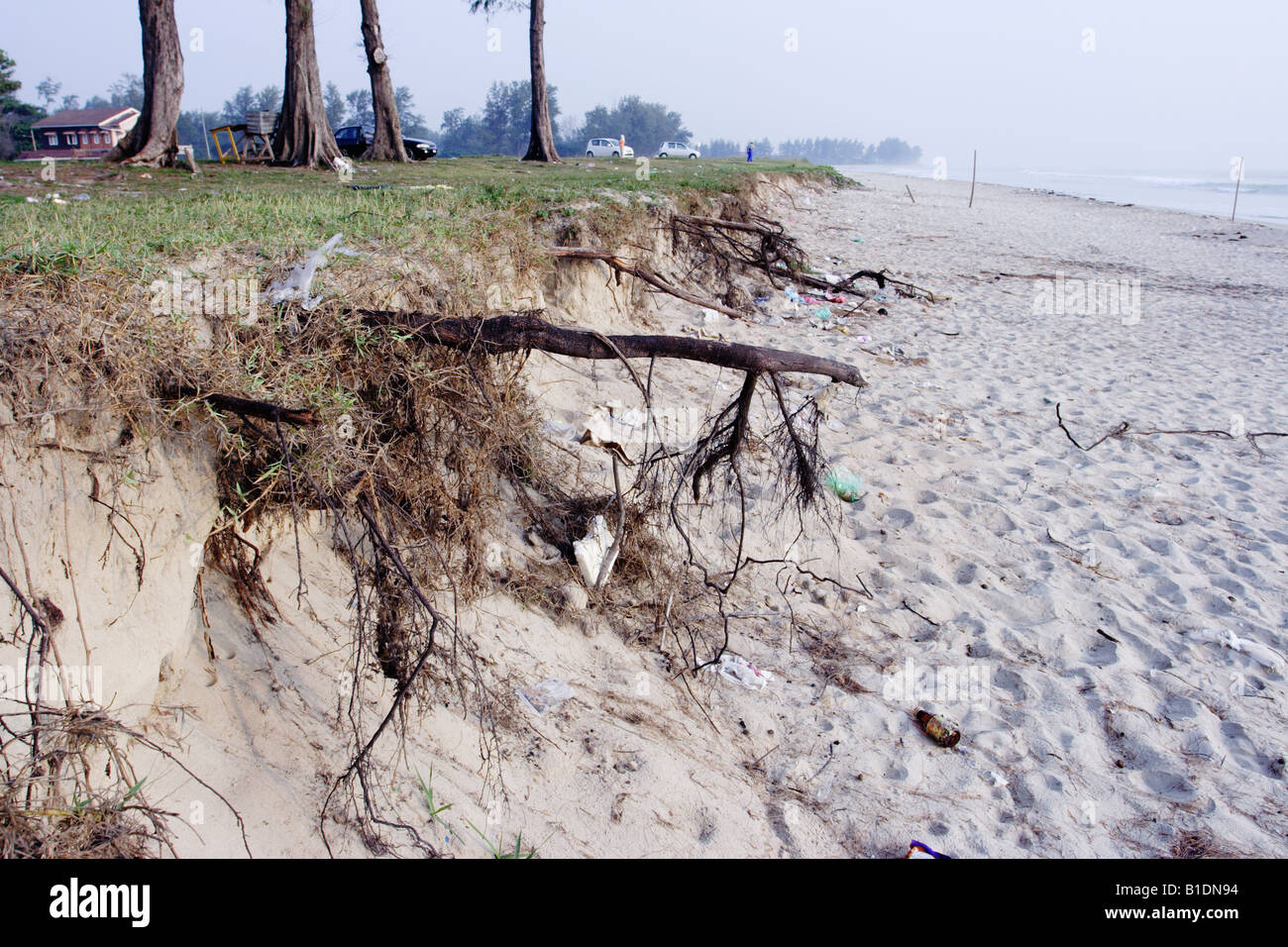 Roots from Casuarina trees jutting out due to sea erosion in Terengganu Malaysia Stock Photo