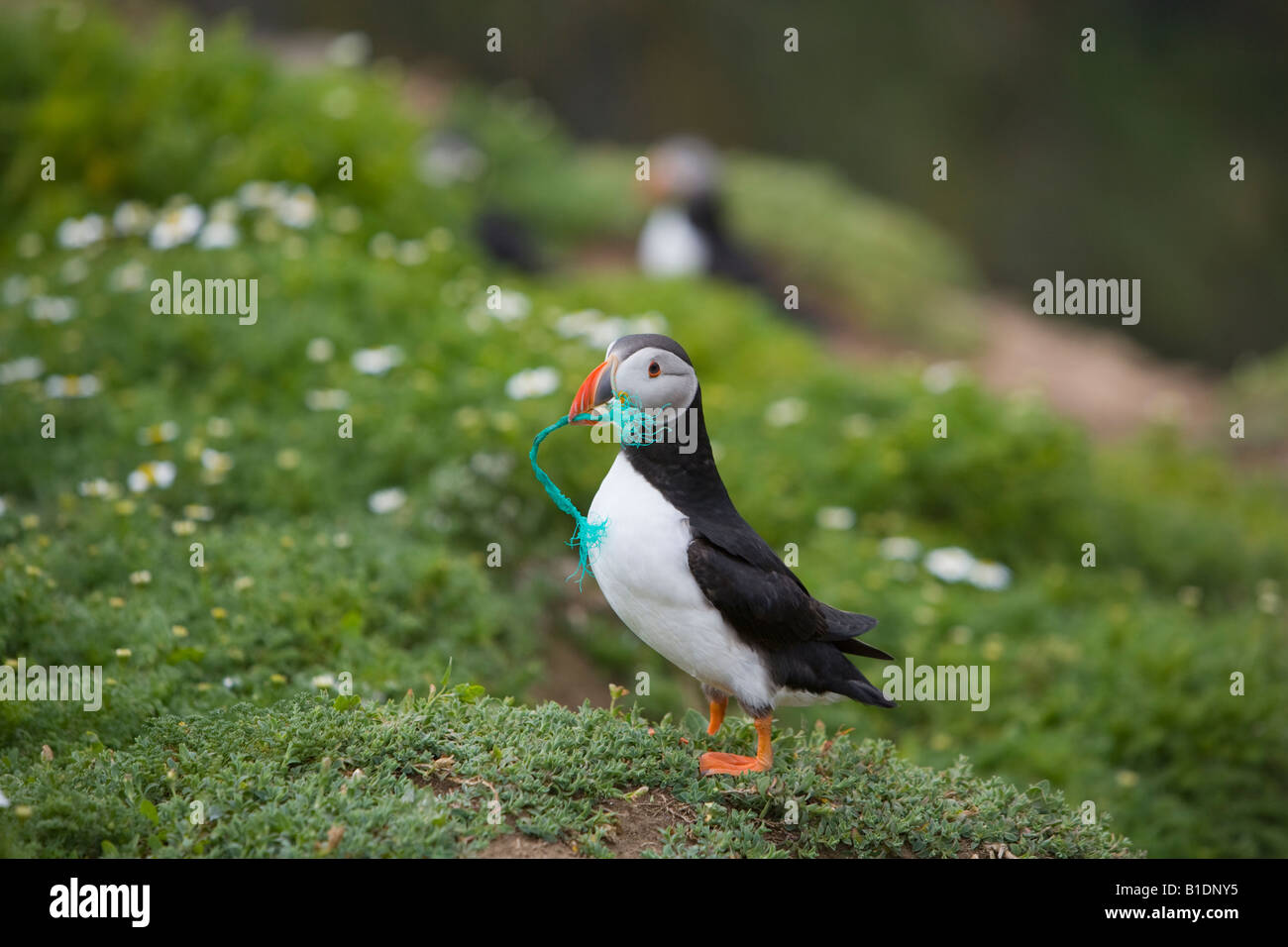 Puffin nest building Stock Photo