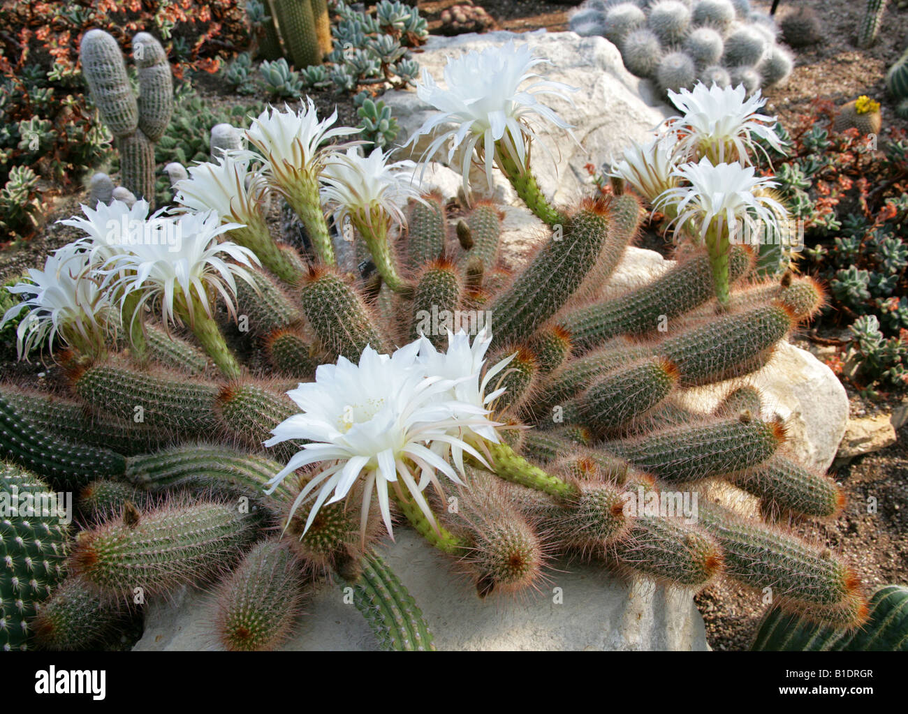 Desert's Blooming Jewel, Echinopsis huascha Cactaceae North West Argentina Stock Photo