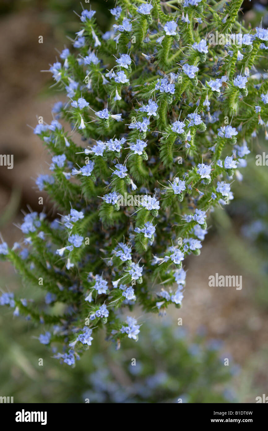Blue Bugloss or Blueweed, Echium webbii, Boraginaceae. La Gomera, Canary Islands Stock Photo