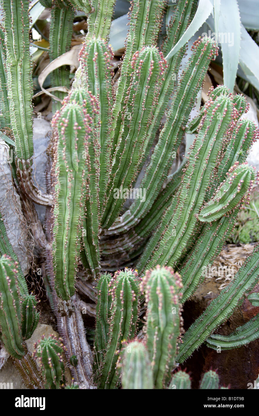 Euphorbia inconstantia, Euphorbiaceae Stock Photo