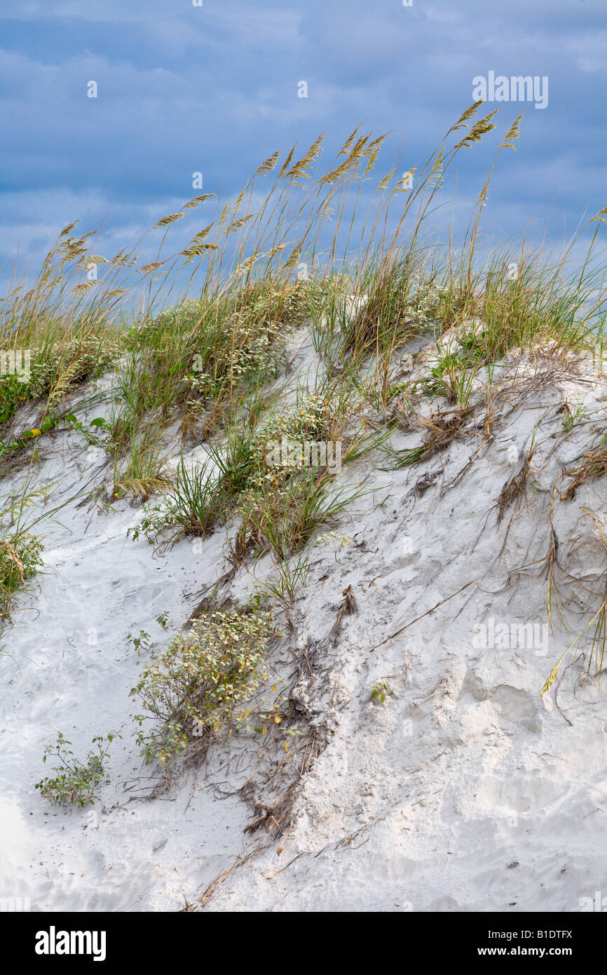 Sea oats grass planted to protect against erosion of sand dunes on ...