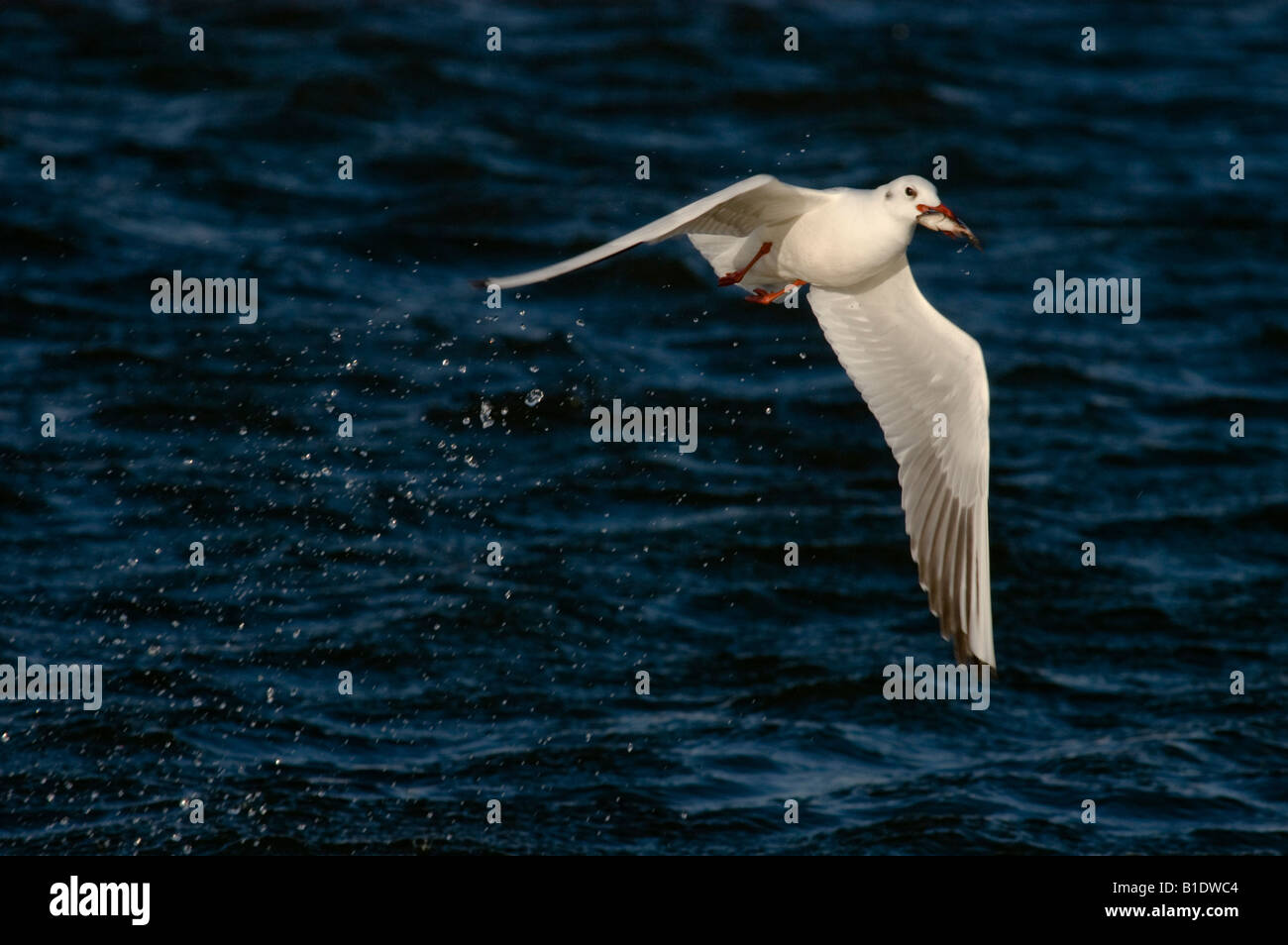 Israel Coastal Plains Black headed Gull Larus ridibundus flying away with a Tilapia in it s beak fished from the fish ponds Stock Photo