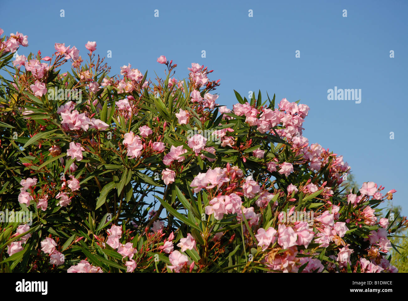 Nerium Oleander, Javea, Alicante Province, Comunidad Valenciana, Spain Stock Photo
