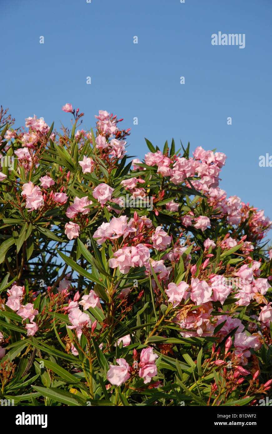 Nerium Oleander, Javea, Alicante Province, Comunidad Valenciana, Spain Stock Photo