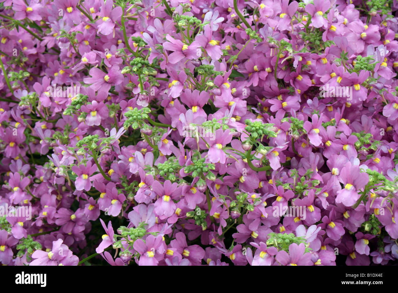 Nemesia frost tender annual from South Africa Stock Photo