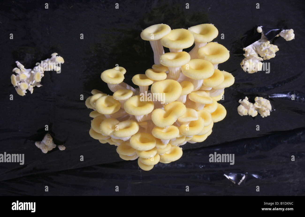 Yellow Oyster mushrooms Loire Valley France Stock Photo Alamy