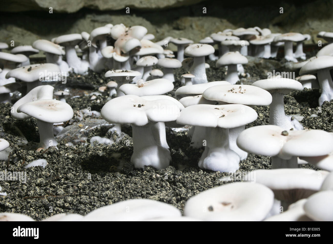 Pied Bleu Blue Foot mushrooms growing 50 metres underground at Caves du  Roches Bourre Touraine France Stock Photo - Alamy