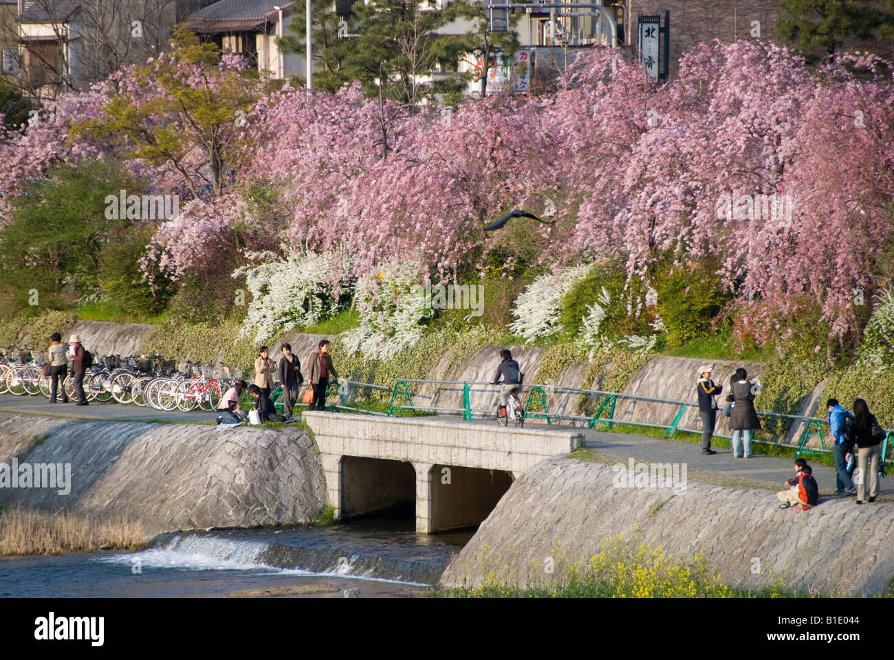 Springtime in Kyoto, Japan. People walking under the cherry blossom in the evening along the banks of the Kamo river Stock Photo
