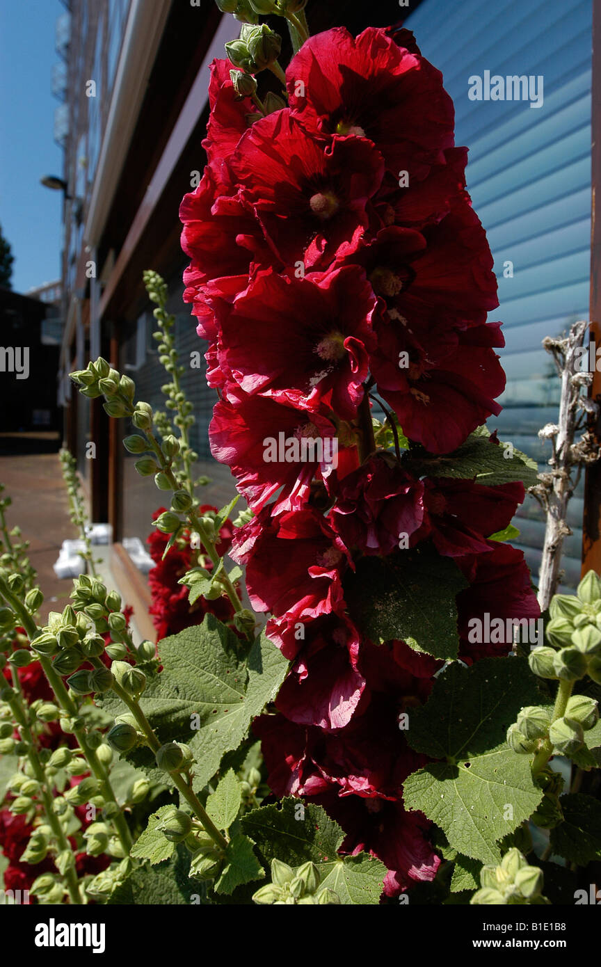 Hollyhocks ( Althea Rosea ) grow on a sidewalk in Amsterdam. Stock Photo