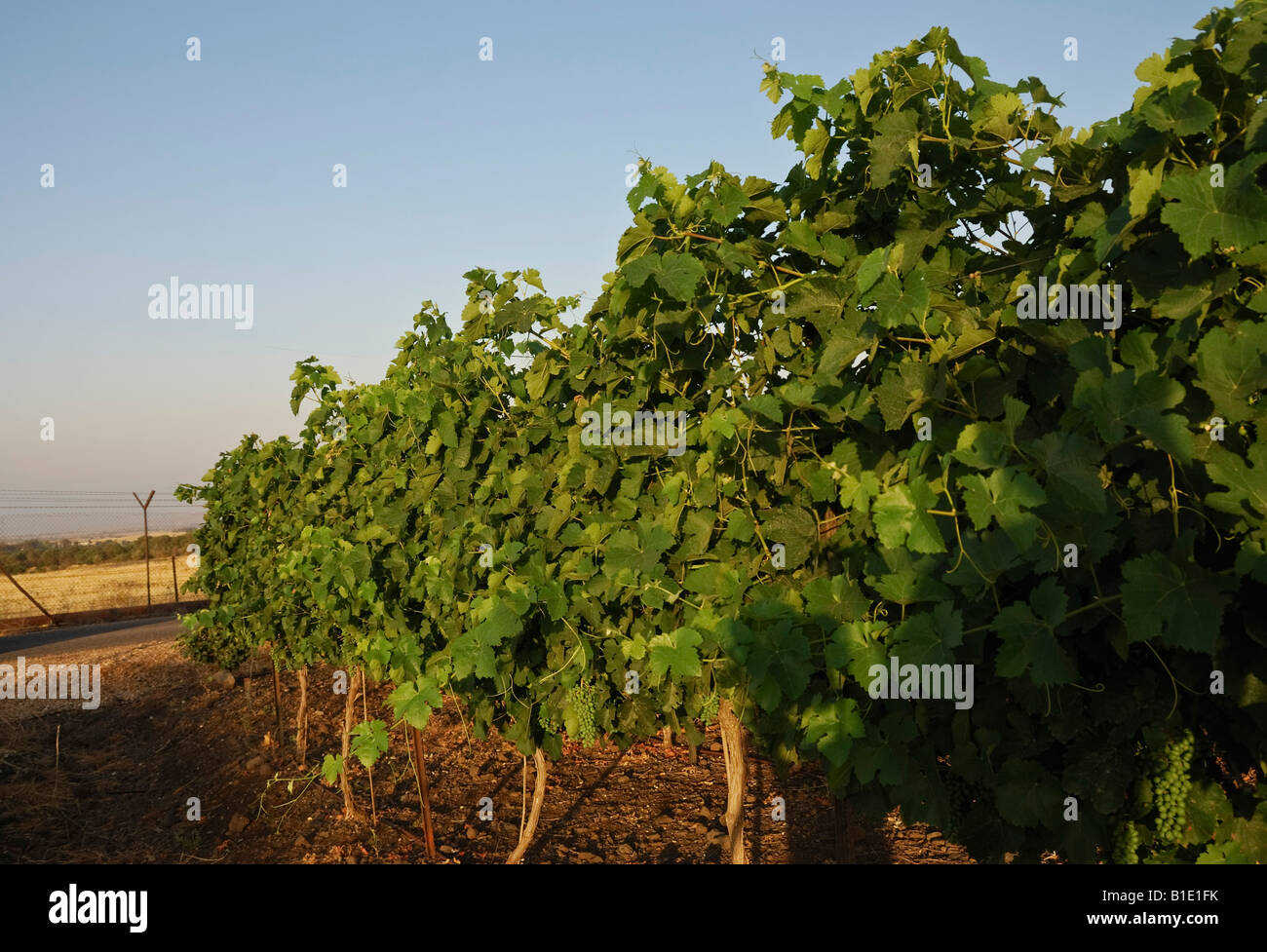 Israel Golan Heights Gamla A vineyard of the Binyamina Winery Stock Photo