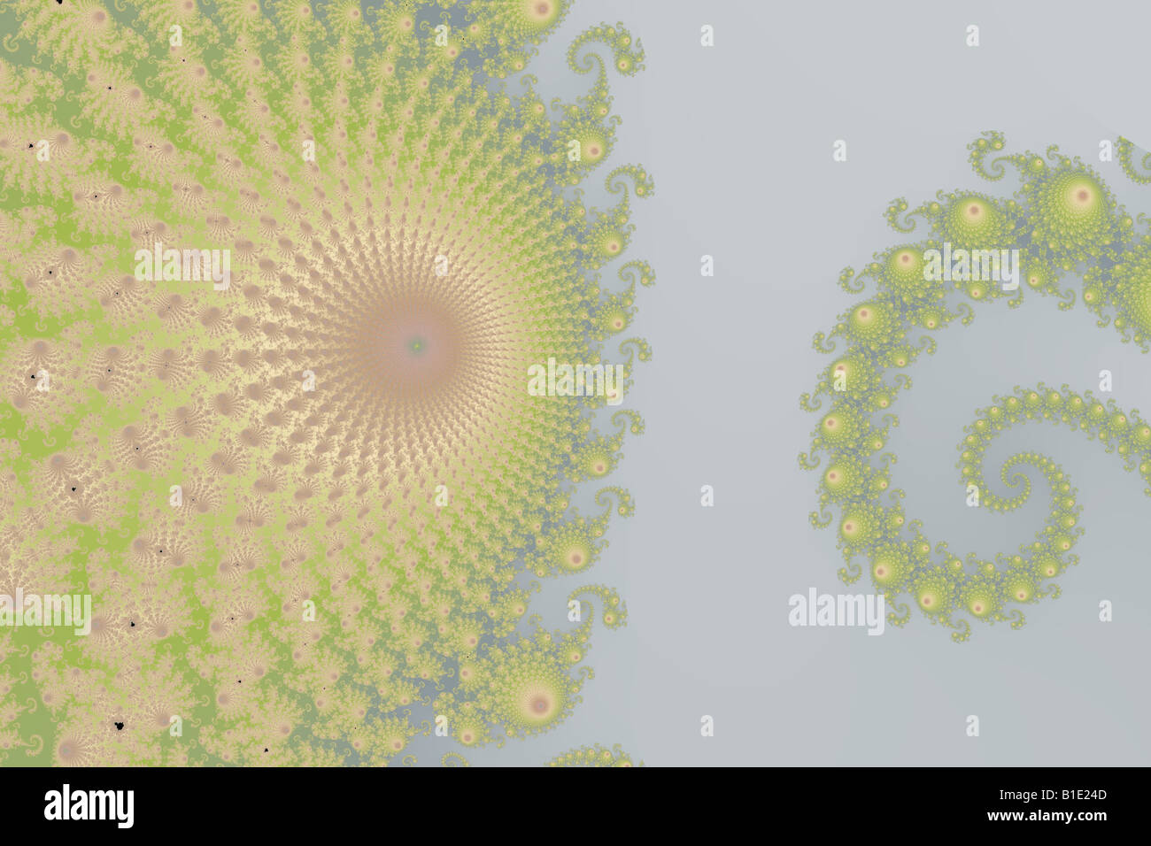 Spiral and hole = Spirole. One of my favourite fractal shapes Stock Photo