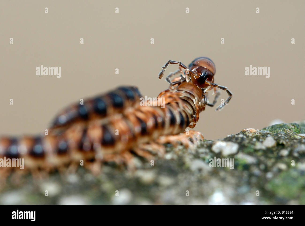 Two millipedes mating, Gomphodesmidae, Uganda Stock Photo