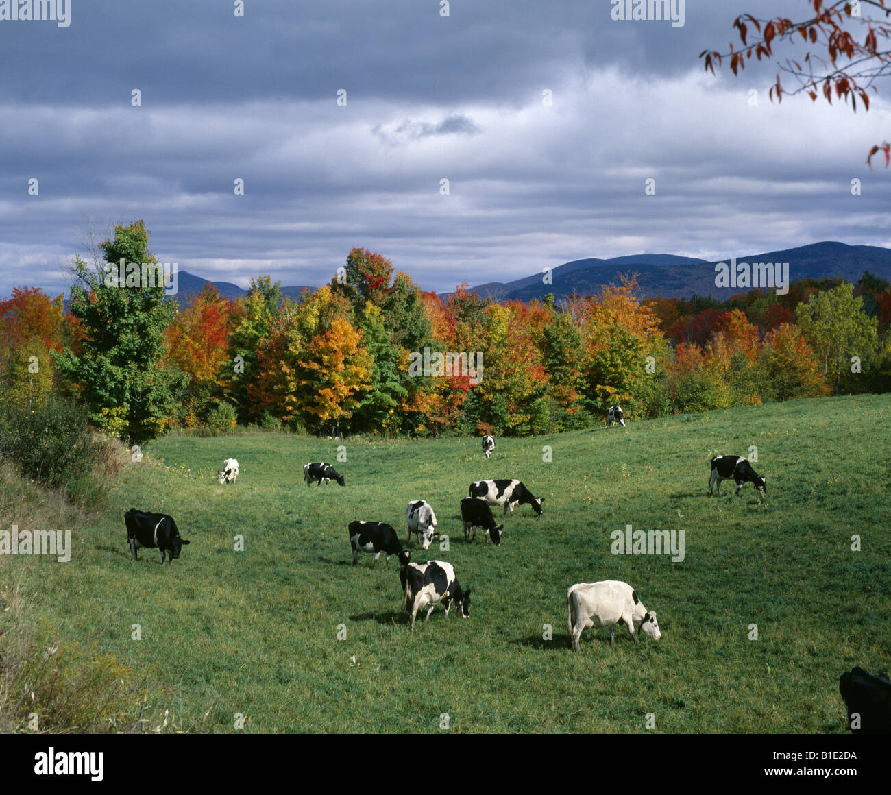 Cow mother female holstein hi-res stock photography and images - Alamy