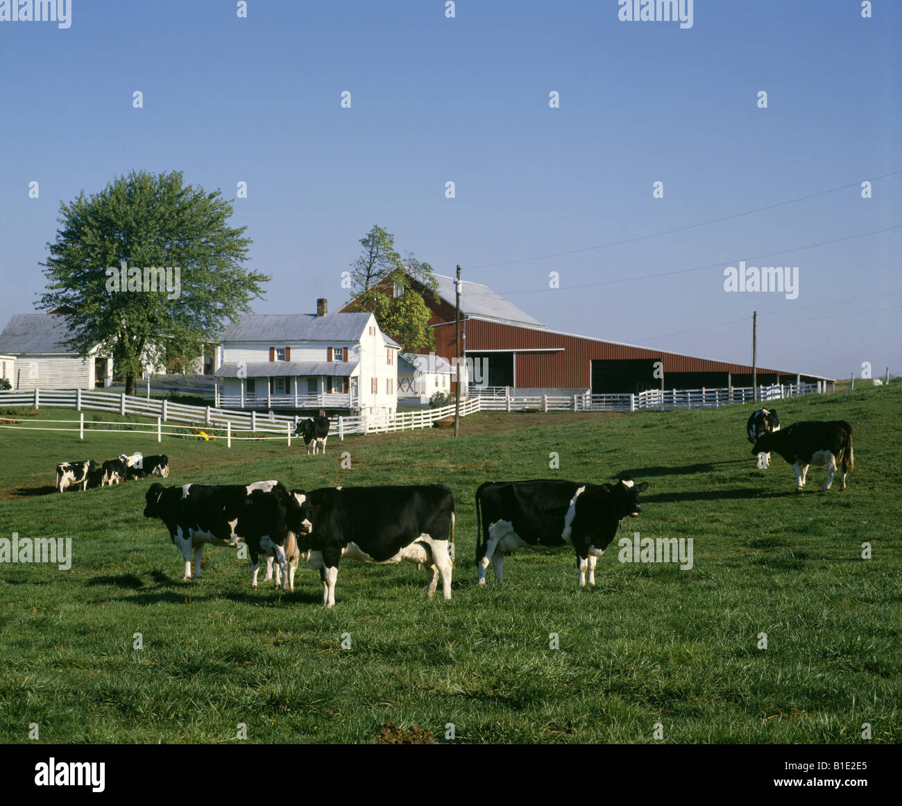 Group of holsteins hires stock photography and images Alamy