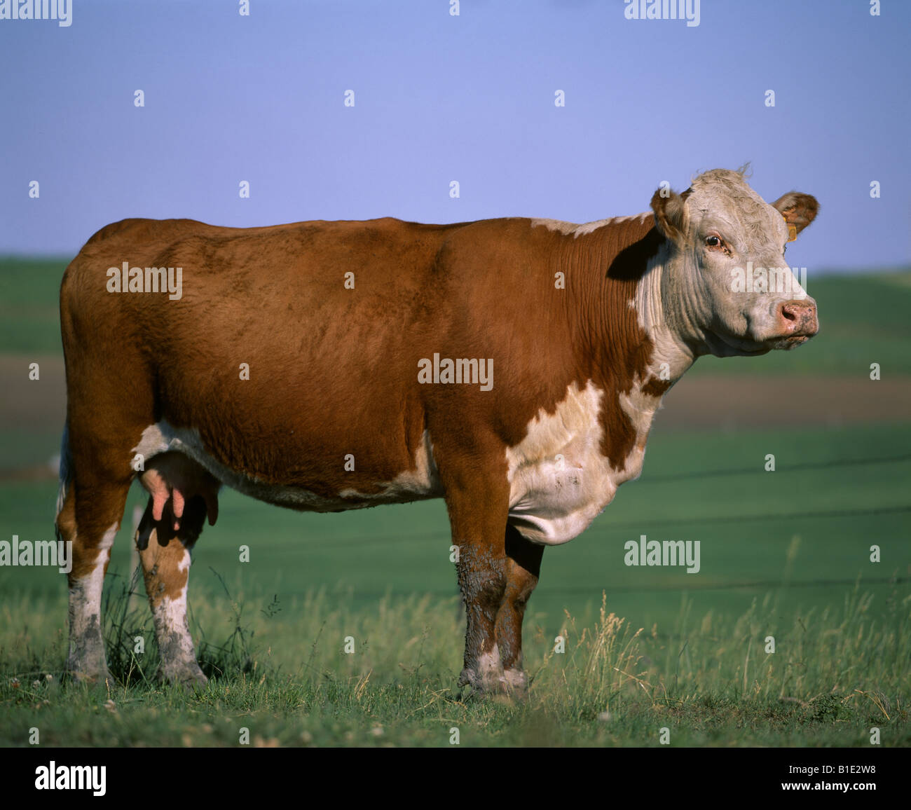 CLOSE UP OF EXCELLENT WHITE FACED HEREFORD COW WESTERN IOWA Stock Photo