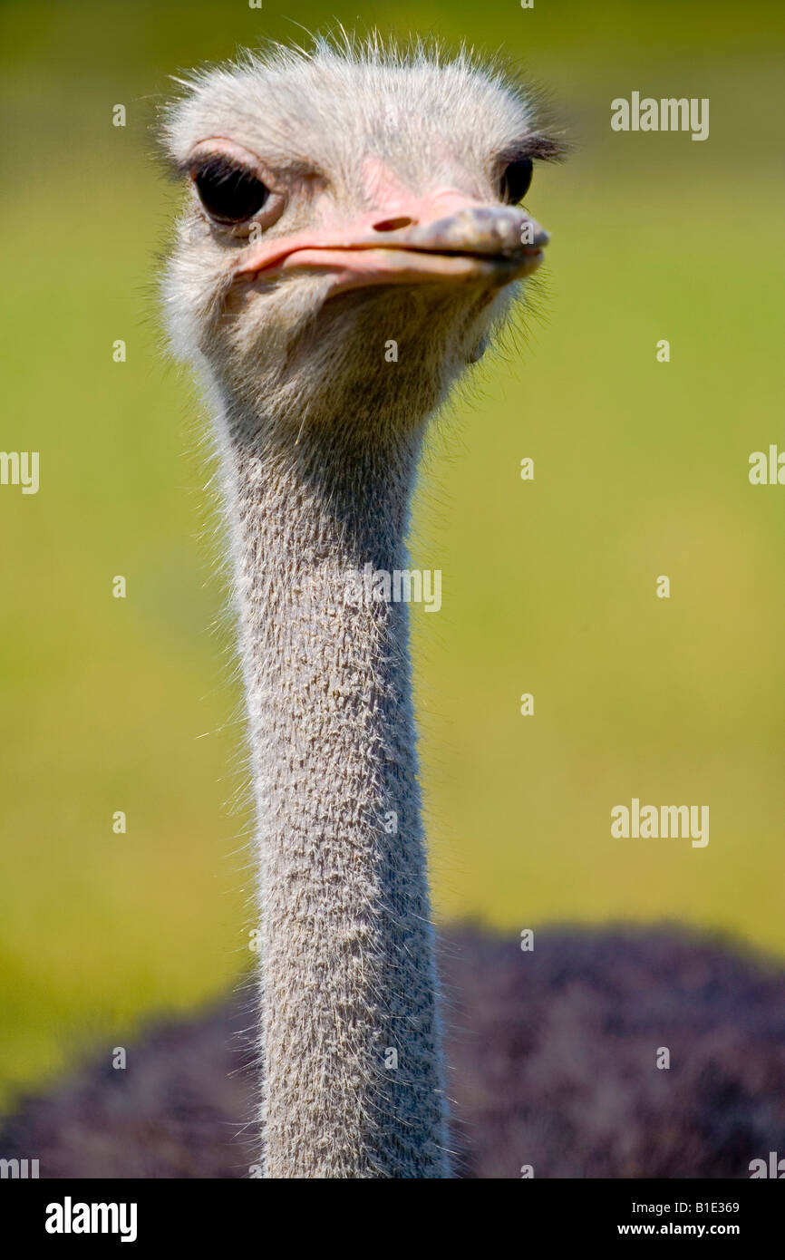 pictures-of-the-wild-animals-stock-photo-alamy