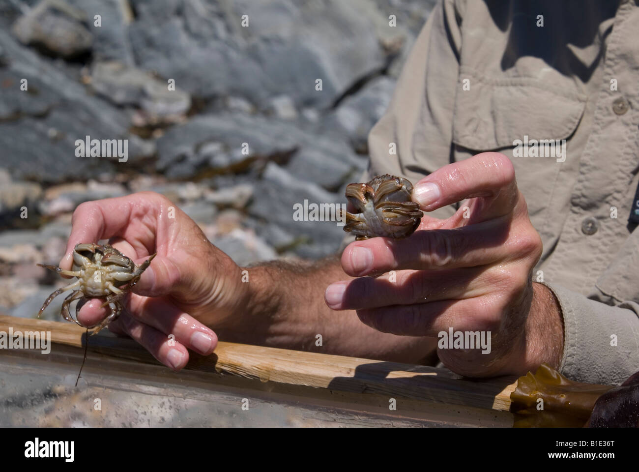Park attendant holds sea crabs Perce Quebec Stock Photo