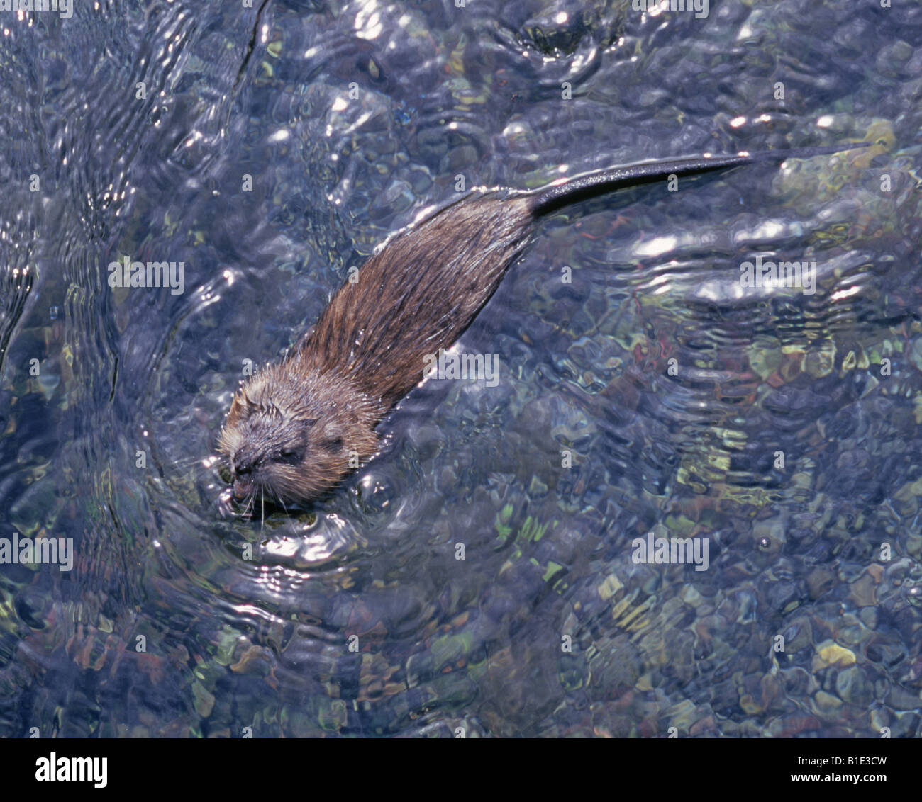 Undatra A muskrat Ondatra zibethicus an aquatic rodent that ranges throughout ...