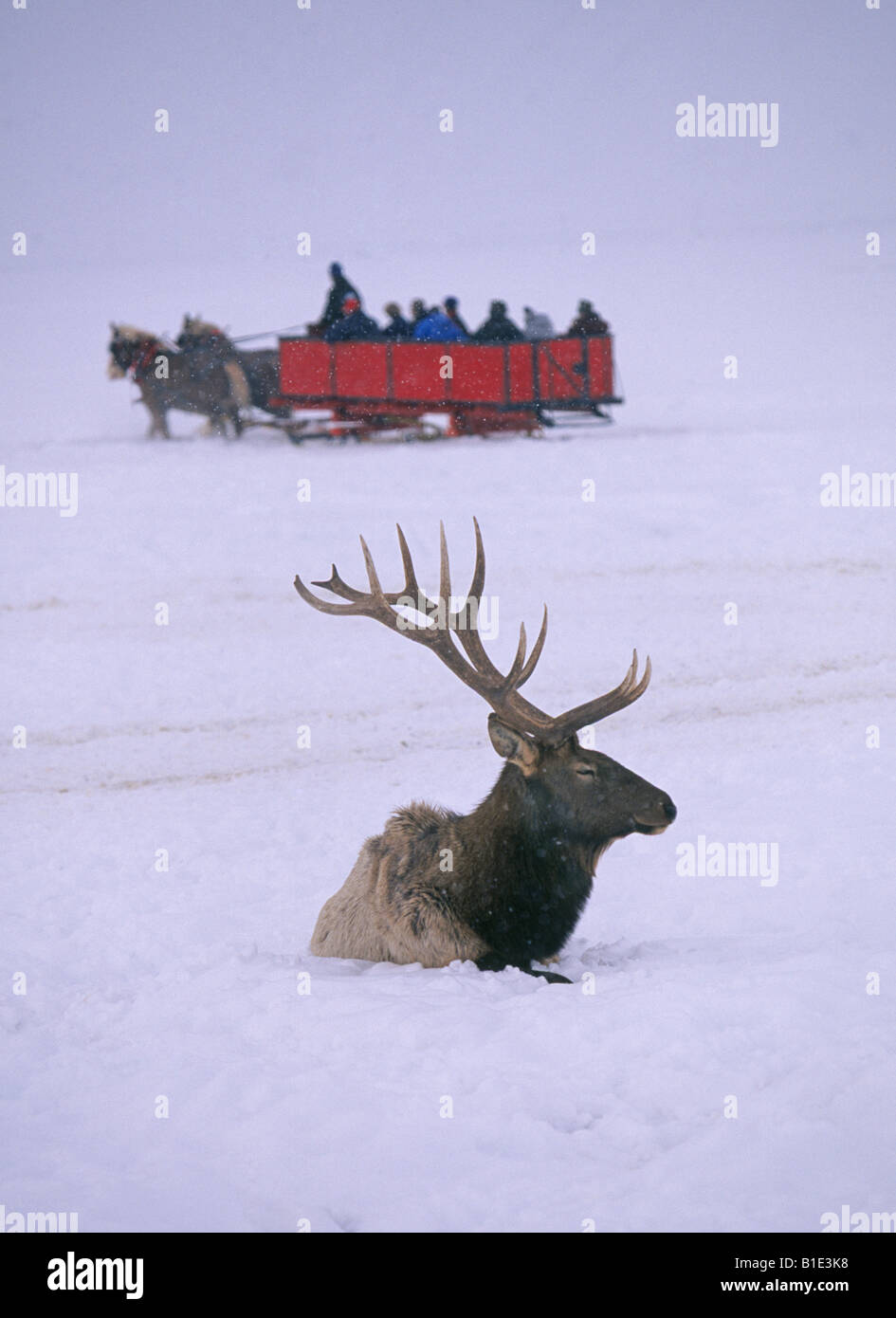A large bull elk is watched by visitors on a horse drawn sledge or sled at the National Elk Refuge in Jackson Hole Wyoming Stock Photo