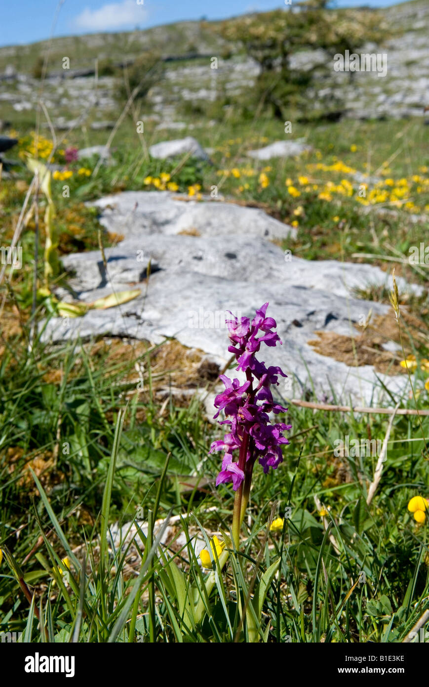wild  orchid flowers on the Burren Clare Ireland Stock Photo
