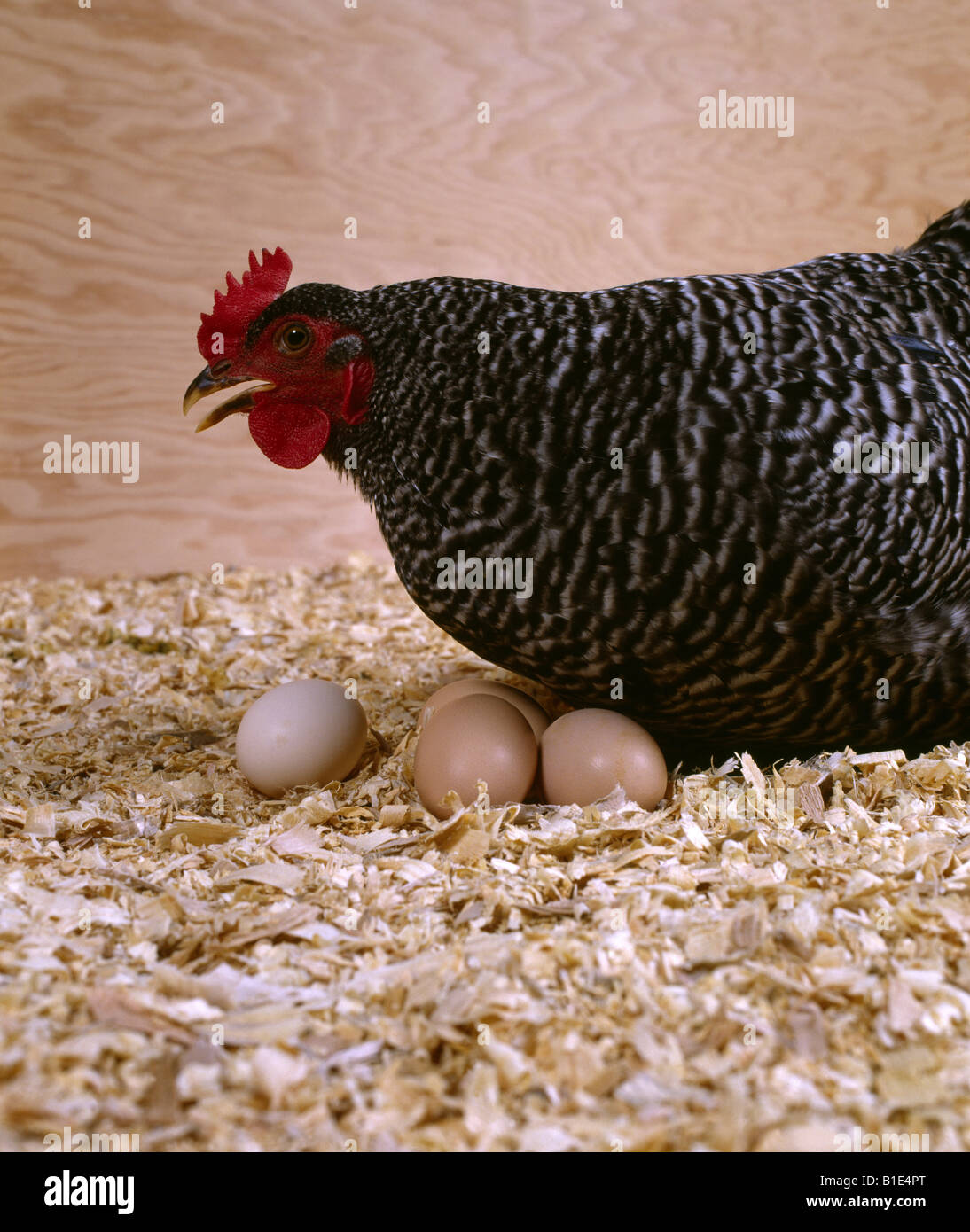 Barred Rock Chicken Eggs