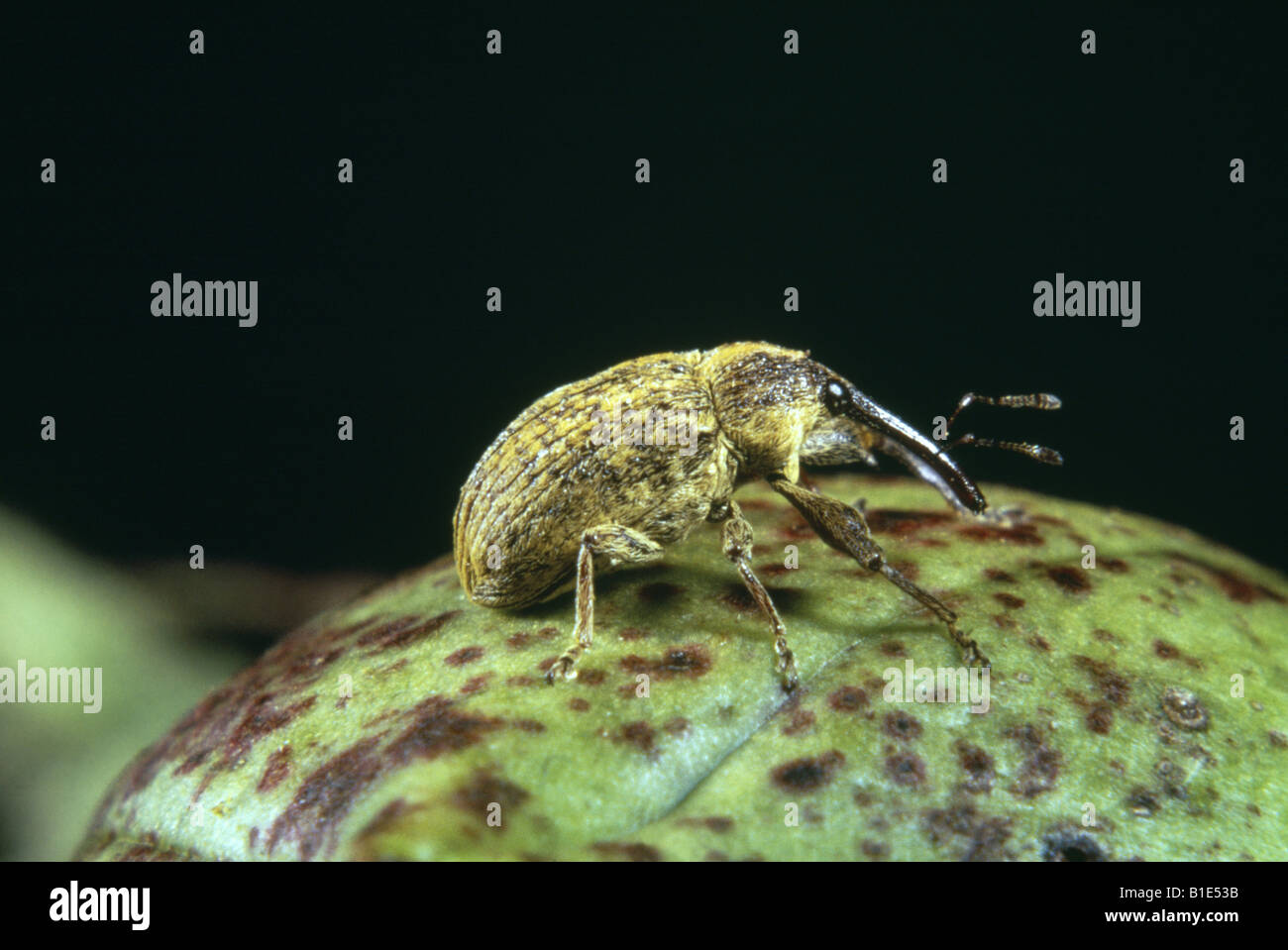 BOLL WEEVIL ANTHONOMUS GRANDIS GRANDIS ADULT ON COTTON BOLL DESTRUCTIVE TO COTTON LEAVES SQUARES AND BOLLS Stock Photo