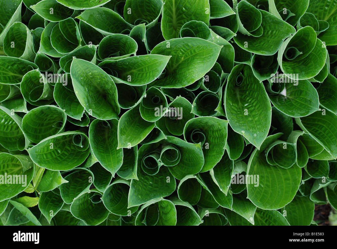 Hosta plant starts growing in a garden Stock Photo - Alamy