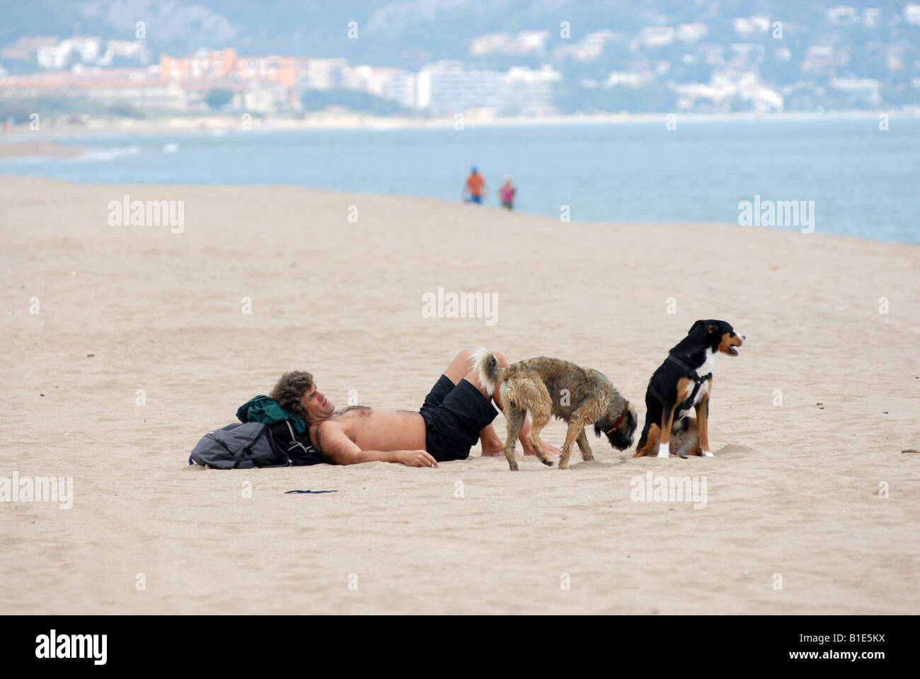 Dogs on the beach in Spain Stock Photo Alamy