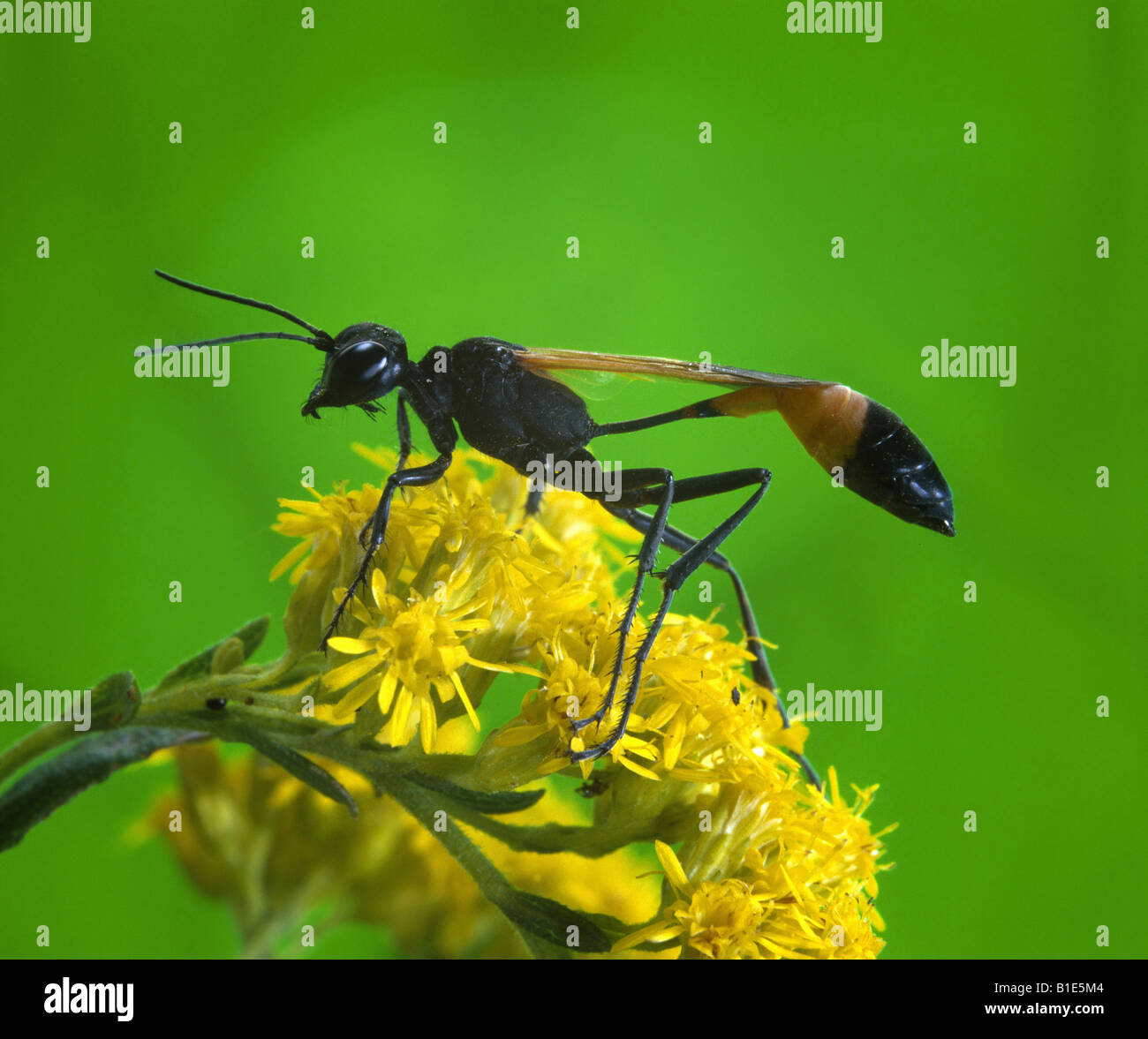 THREAD WAISTED WASP SPHEX PROCERUS ADULT WASP ON FLOWER Stock Photo