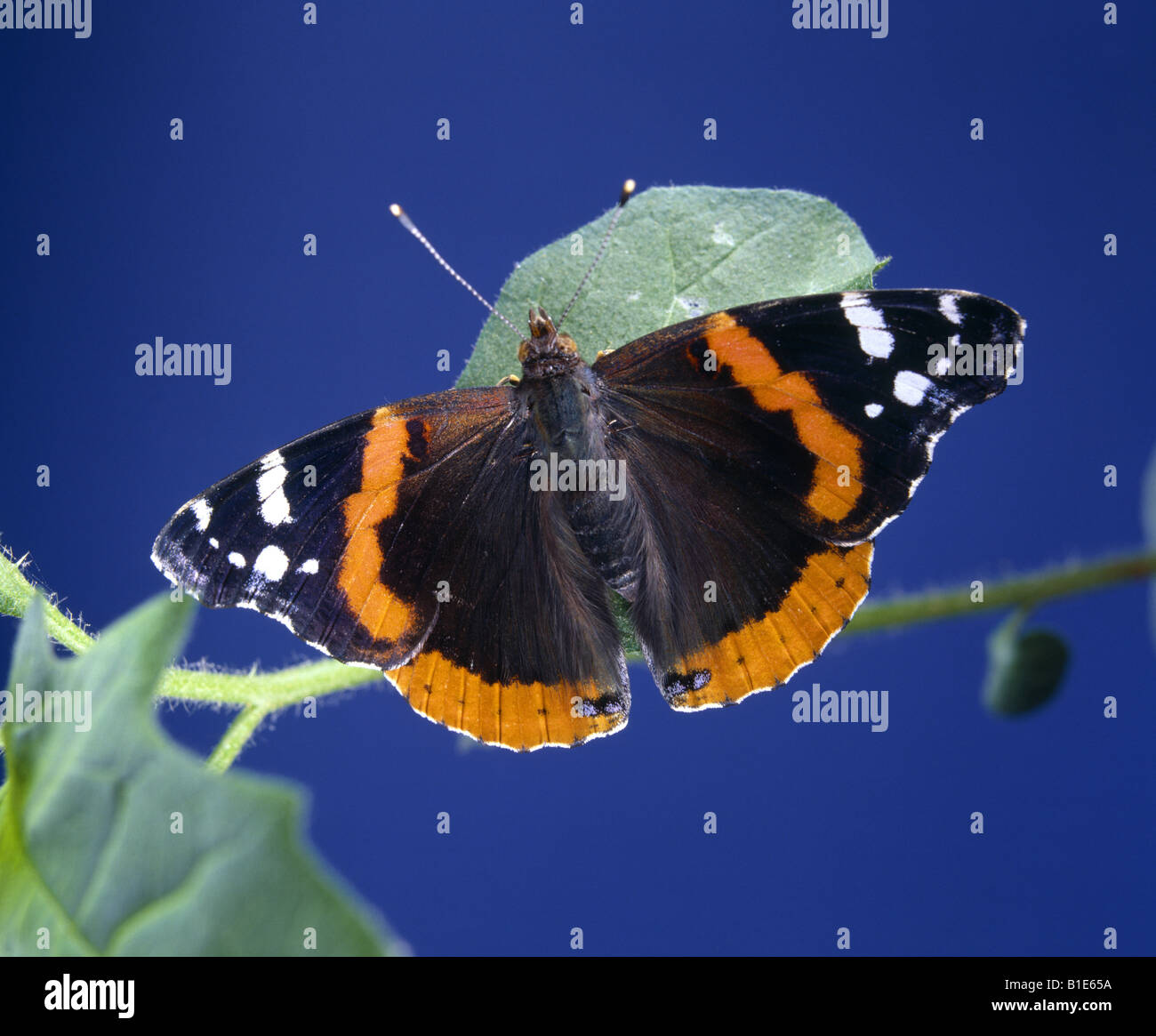 RED ADMIRAL BUTTERFLY VANESSA ATALANTA ADULT ON NETTLE DORSAL VIEW WISCONSIN Stock Photo
