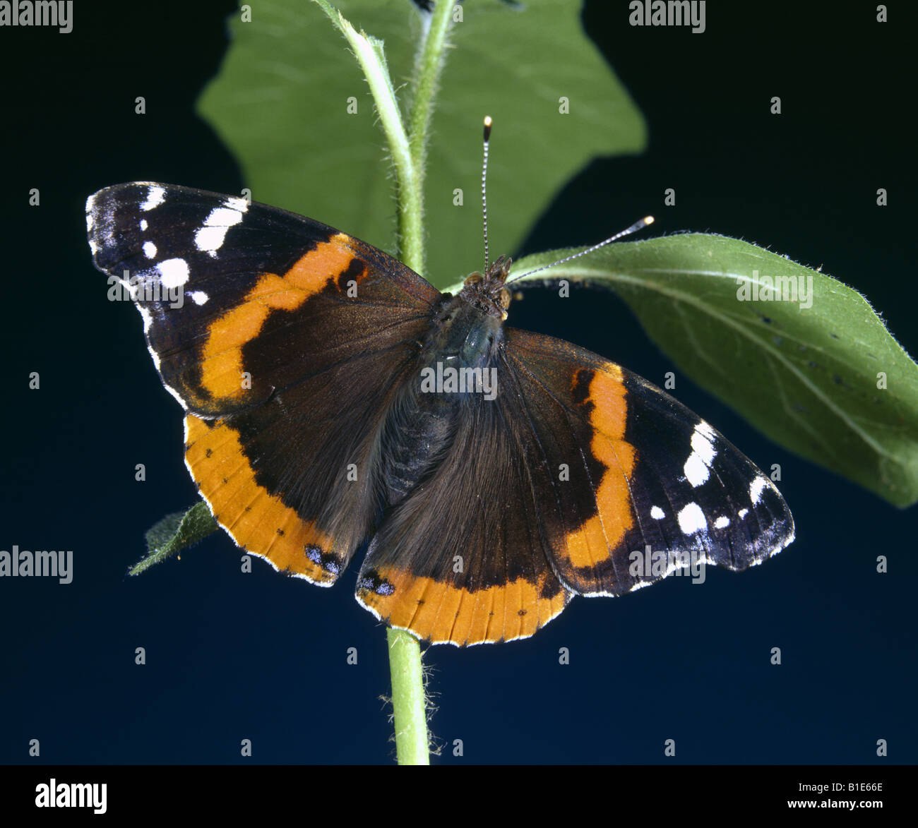 RED ADMIRAL BUTTERFLY VANESSA ATALANTA ADULT ON NETTLE DORSAL VIEW WISCONSIN Stock Photo