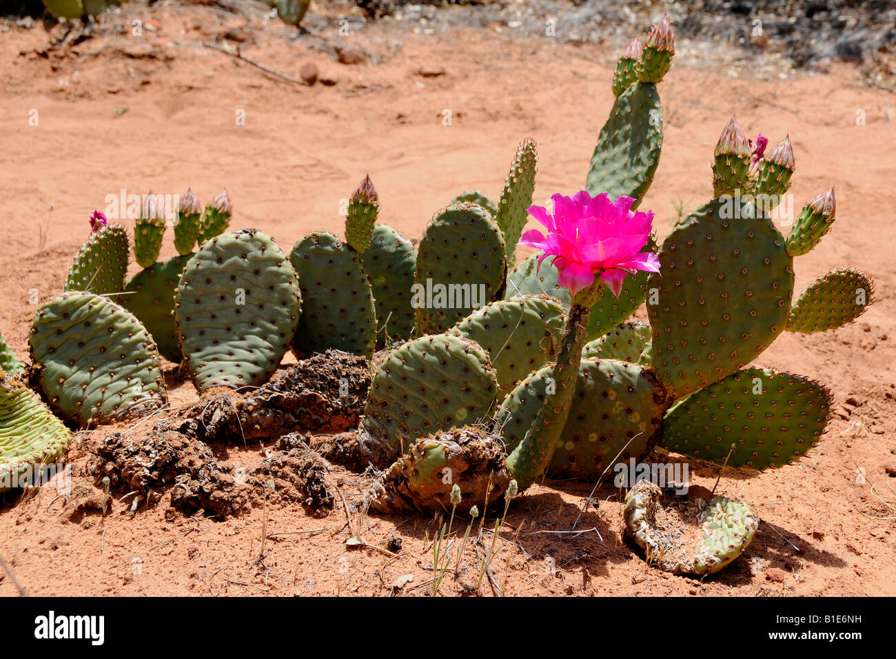 Desert Cactus Flower Stock Photo Alamy