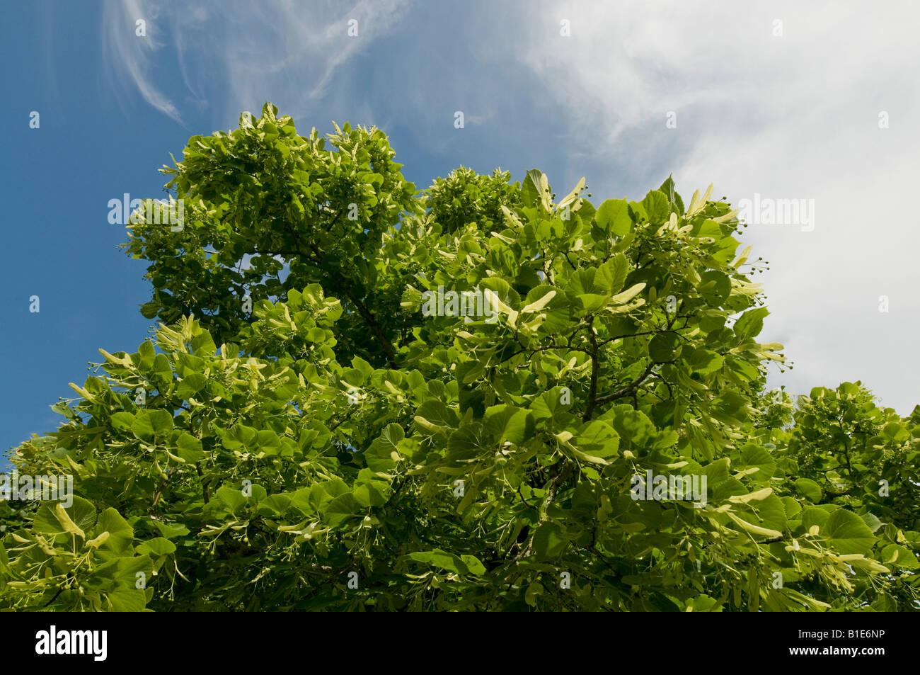 Lime tree flower buds, Indre, France Stock Photo Alamy