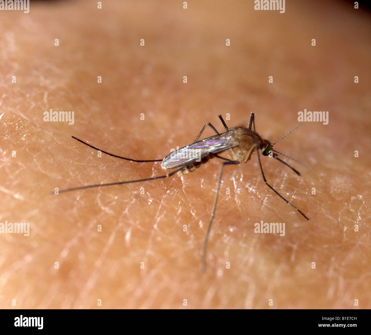 HOUSE MOSQUITO CULEX PIPIENS FEMALE MOSQUITO ON HUMAN SKIN VECTOR FOR HUMAN DISEASES STUDIO 5X Stock Photo