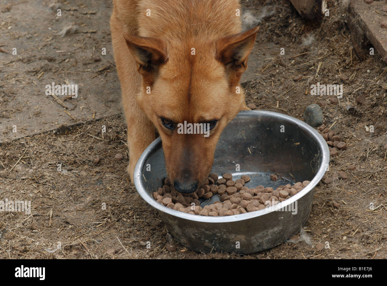 можно ли кормить бездомных собак. накорми бездомное животное. кормление бездомных собак. осторожно бездомные собаки. кормление животных бездомных собак.