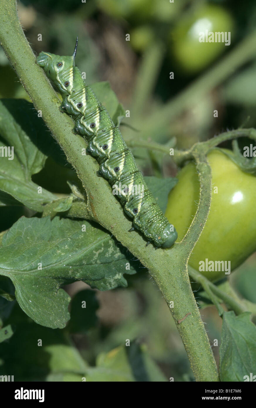 TOMATO HORNWORM (MANDUCA QUINQUEMACULATA Stock Photo - Alamy