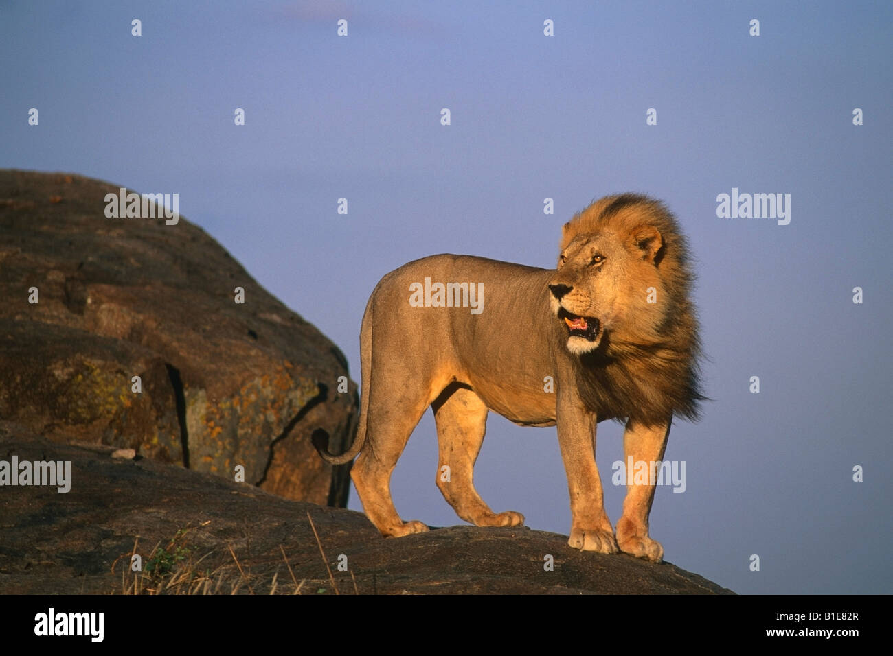 Male Lion Standing Rock High Resolution Stock Photography and Images ...