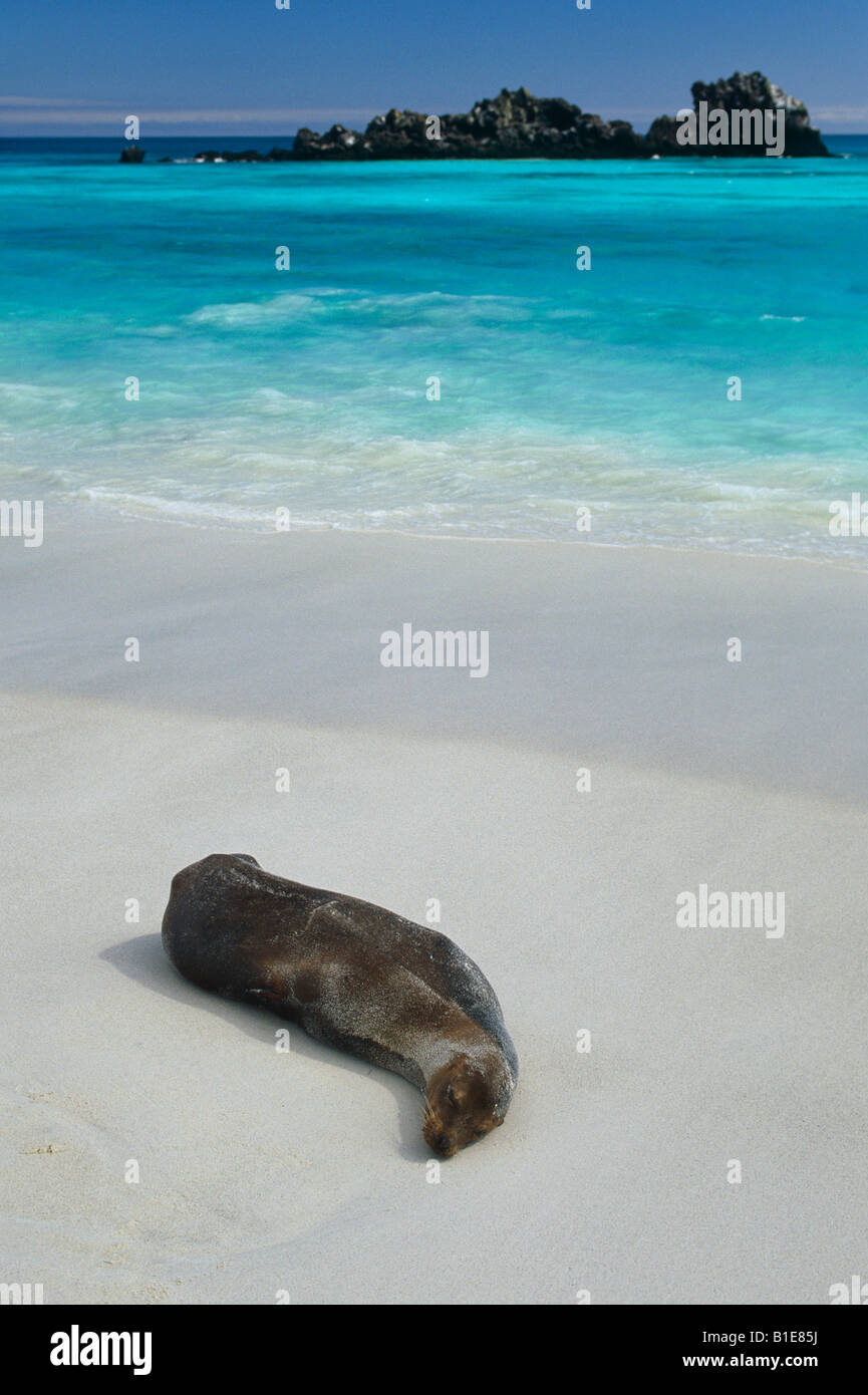 Sea Lion laying on beach Espanola Isl Galapagos Ecuador Stock Photo