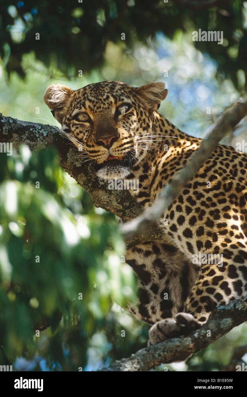 Leopard resting in tree Kenya Stock Photo - Alamy