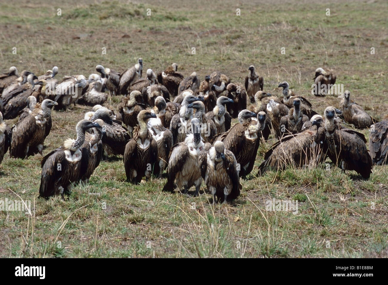 A group of Vultures standing on the ground Africa Stock Photo Alamy