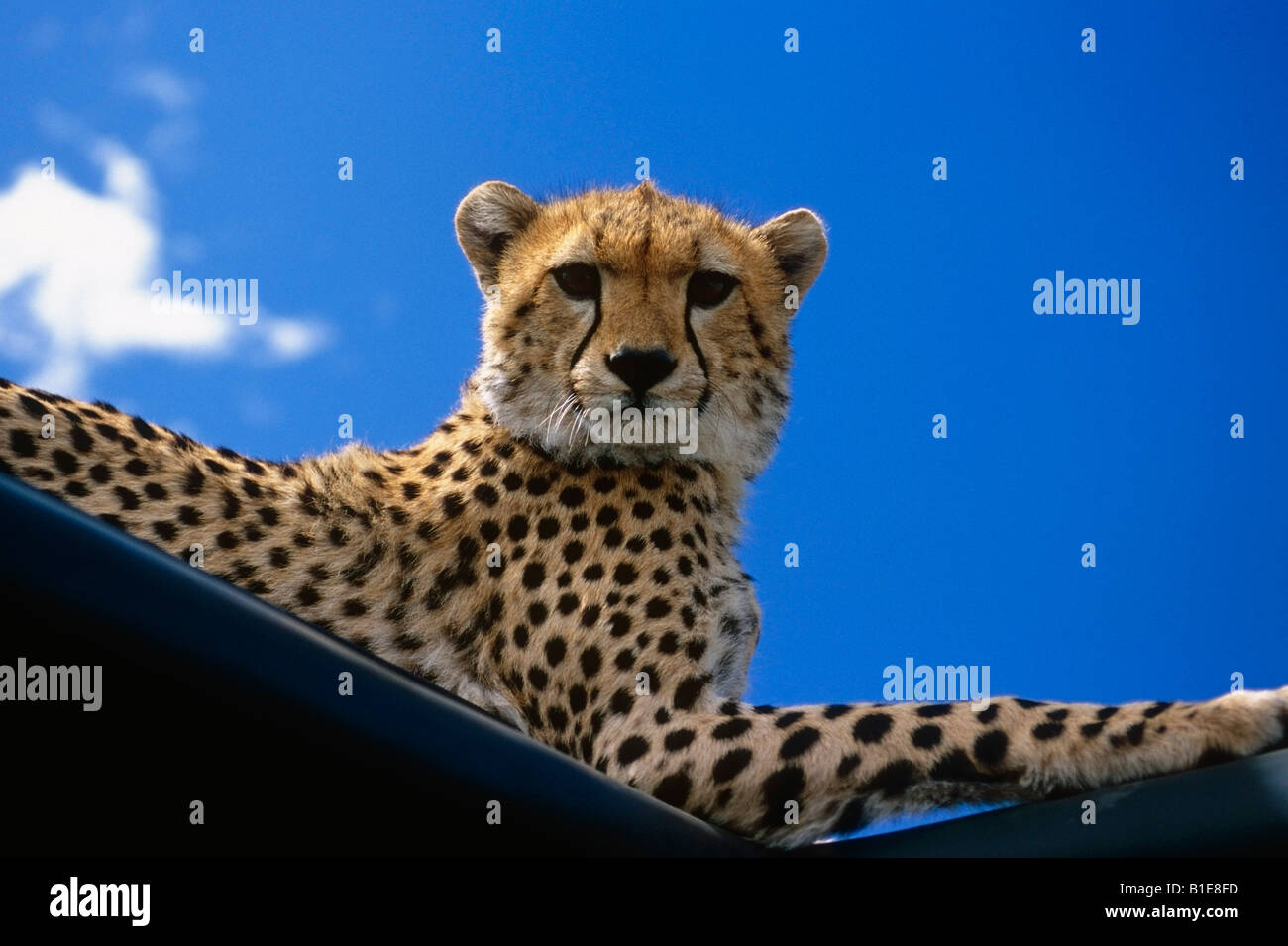 Cheetah laying on the roof of a vehicle Africa Stock Photo