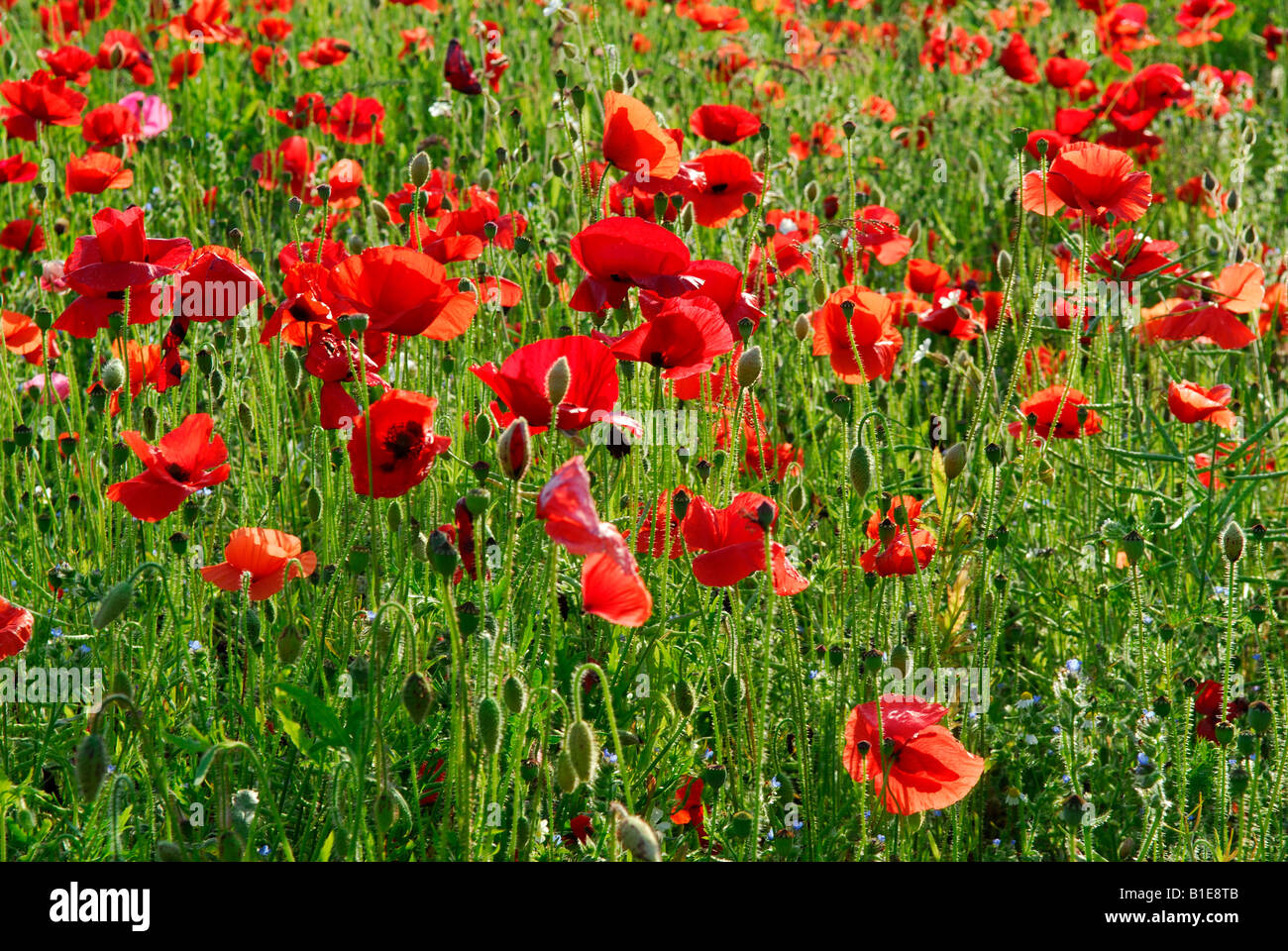 English rural beauty hi-res stock photography and images - Alamy